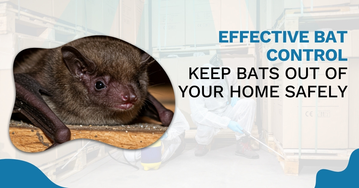 How to Get Rid of Bats: Proven Bat Control Tips for Homeowners