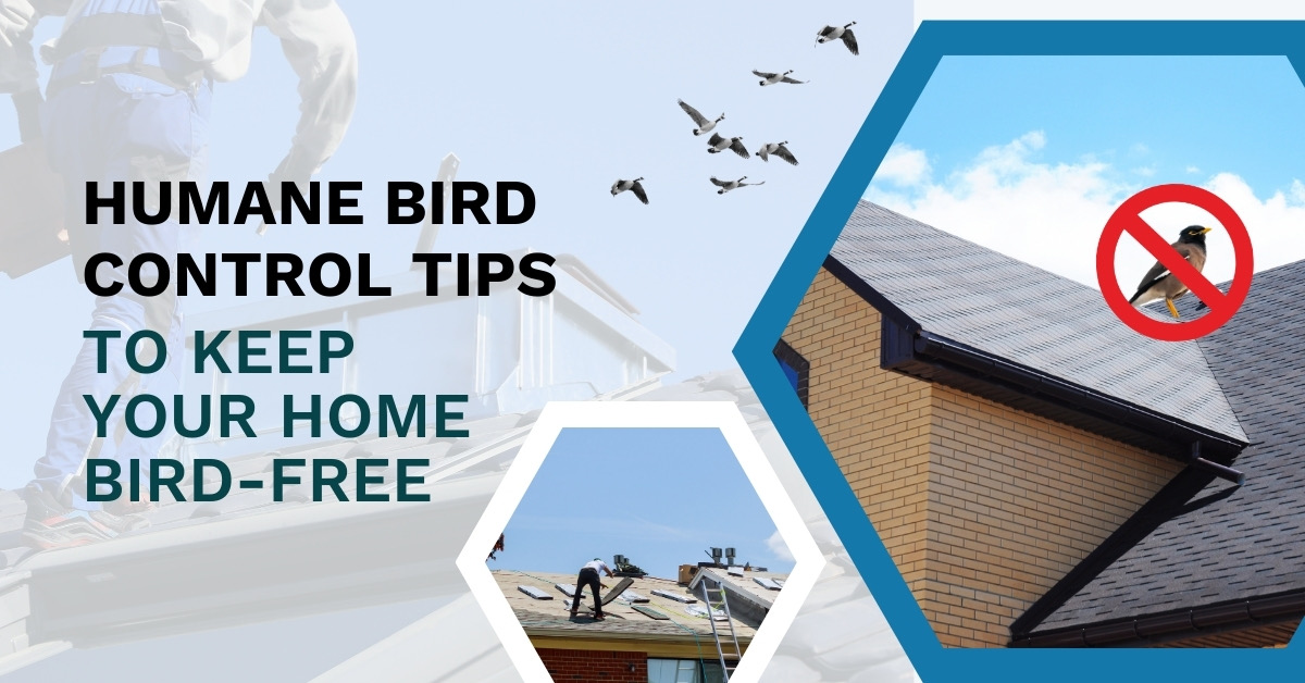 Humane Bird Control Tips | Safe & Effective Bird Prevention